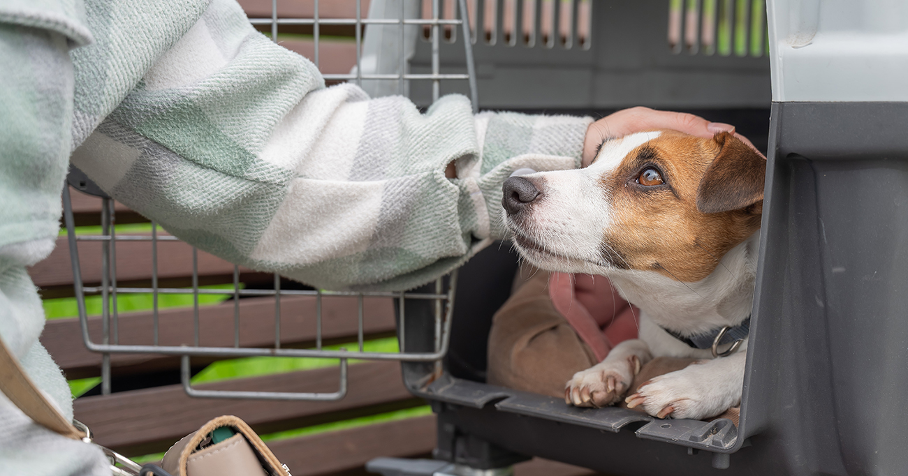 Pet Connect travel: Top 5 tips for our VIPs (Very Important Pets) 