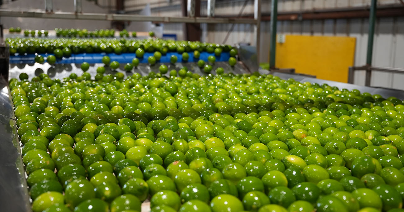 First-ever air shipments of Maui limes bringing 40 tons of peak fruit every week to Canadian markets