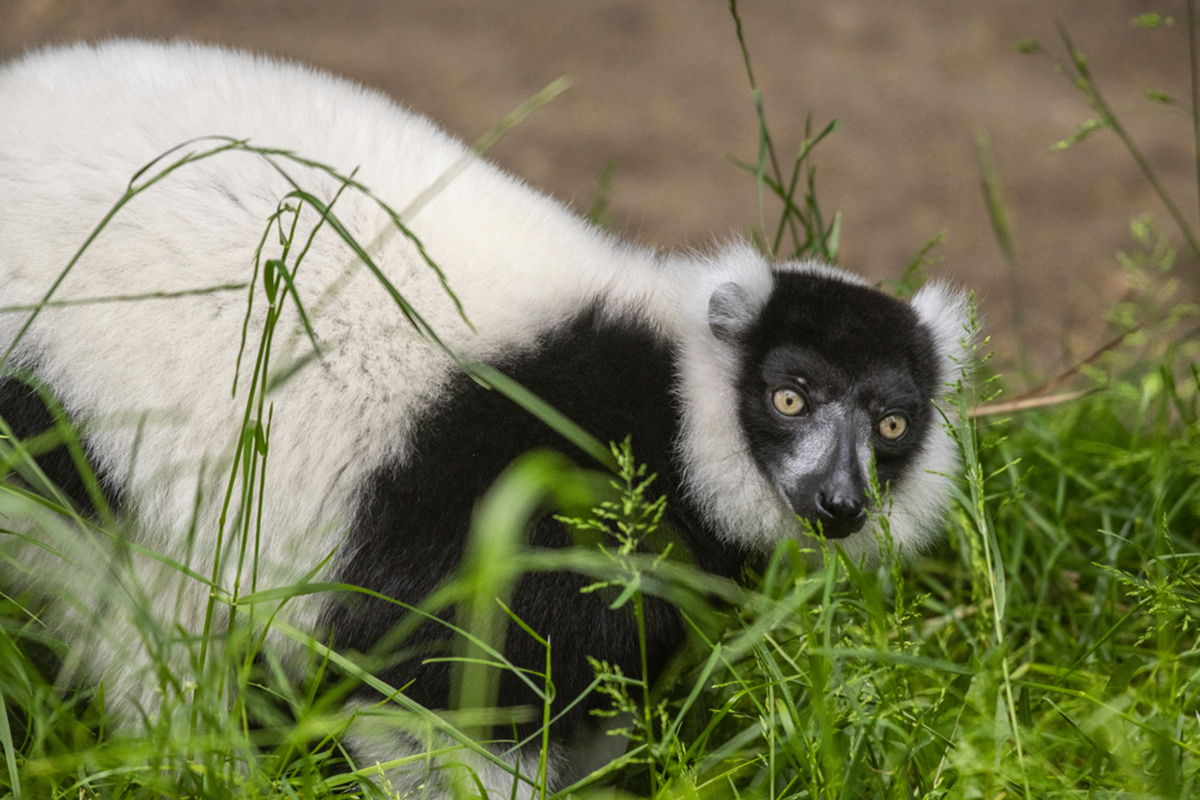 Why Alaska Air Cargo is one of Tacoma zoo’s top choices to provide smooth travel for ruffed lemur, muskox and other animals