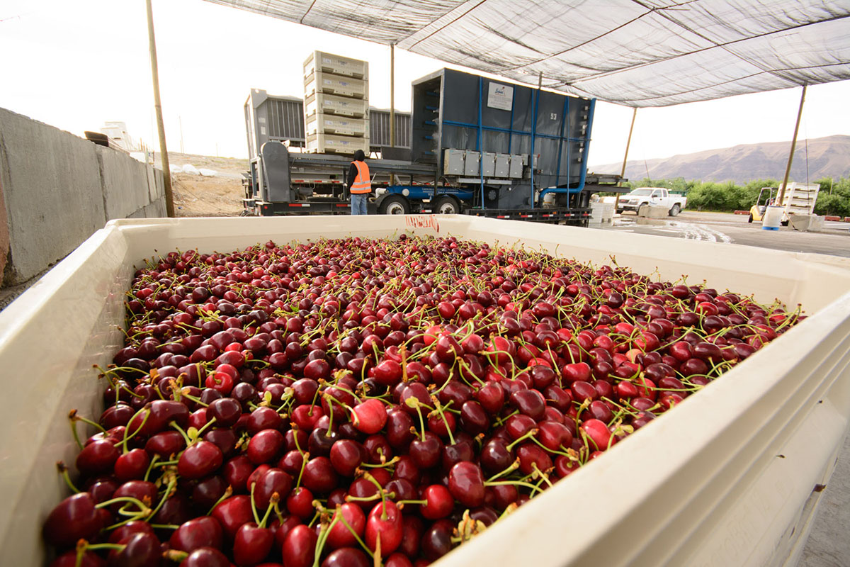 Stemilt hydrocooling after harvest