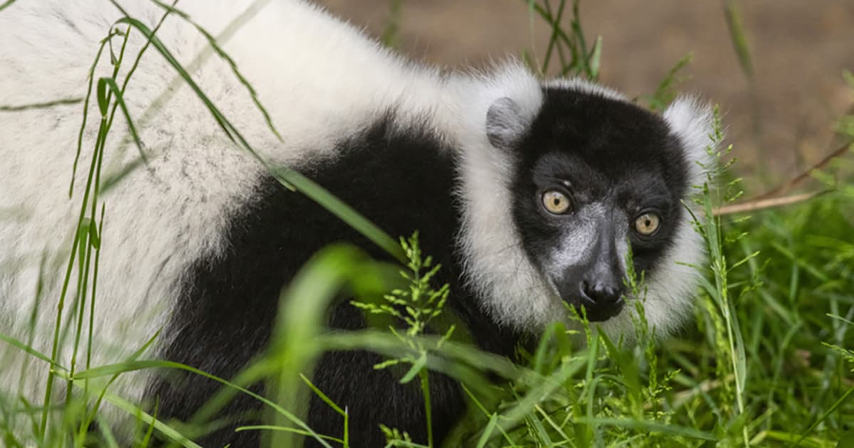 Why Alaska Air Cargo is one of Tacoma zoo’s top choices to provide smooth travel for ruffed lemur, muskox and other animals