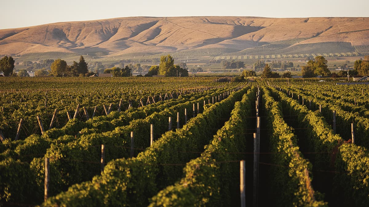 Loftus Ranches hop farm
