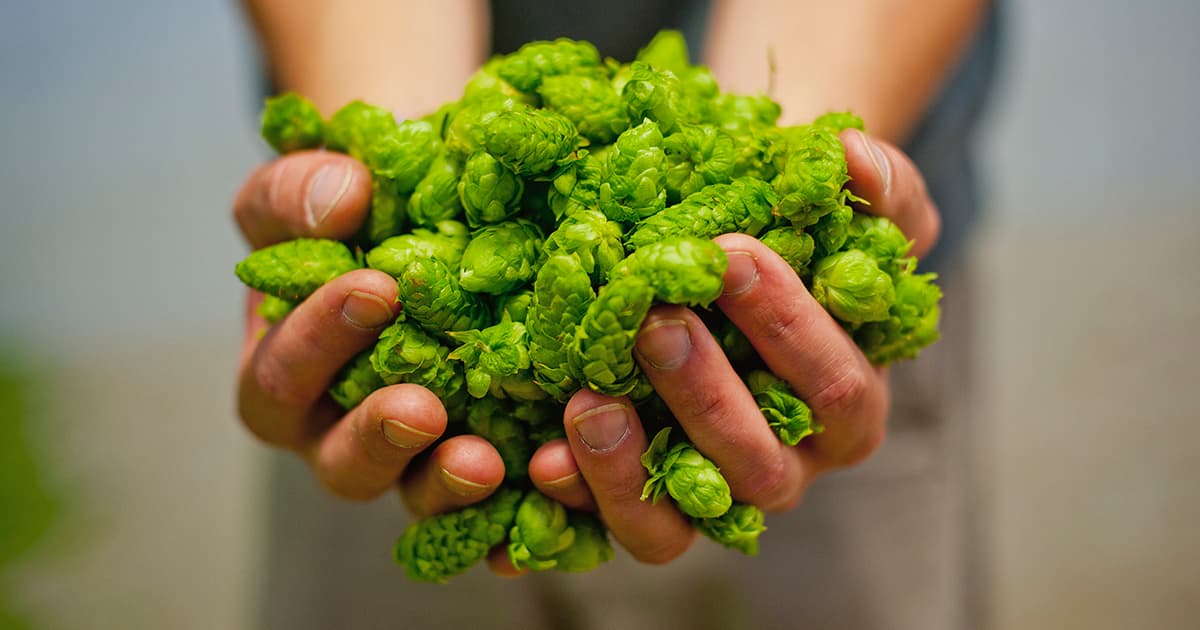 A toast to new California collaborations in our third year making “Fresh Hops Fly” 