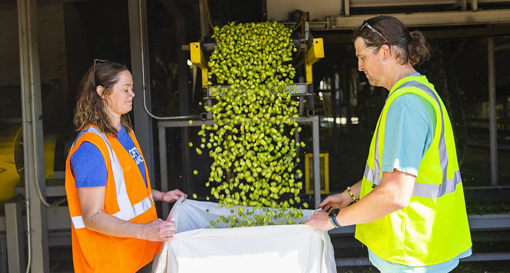 Meghann and Kevin Quinn, with fresh hops pouring into a white bag