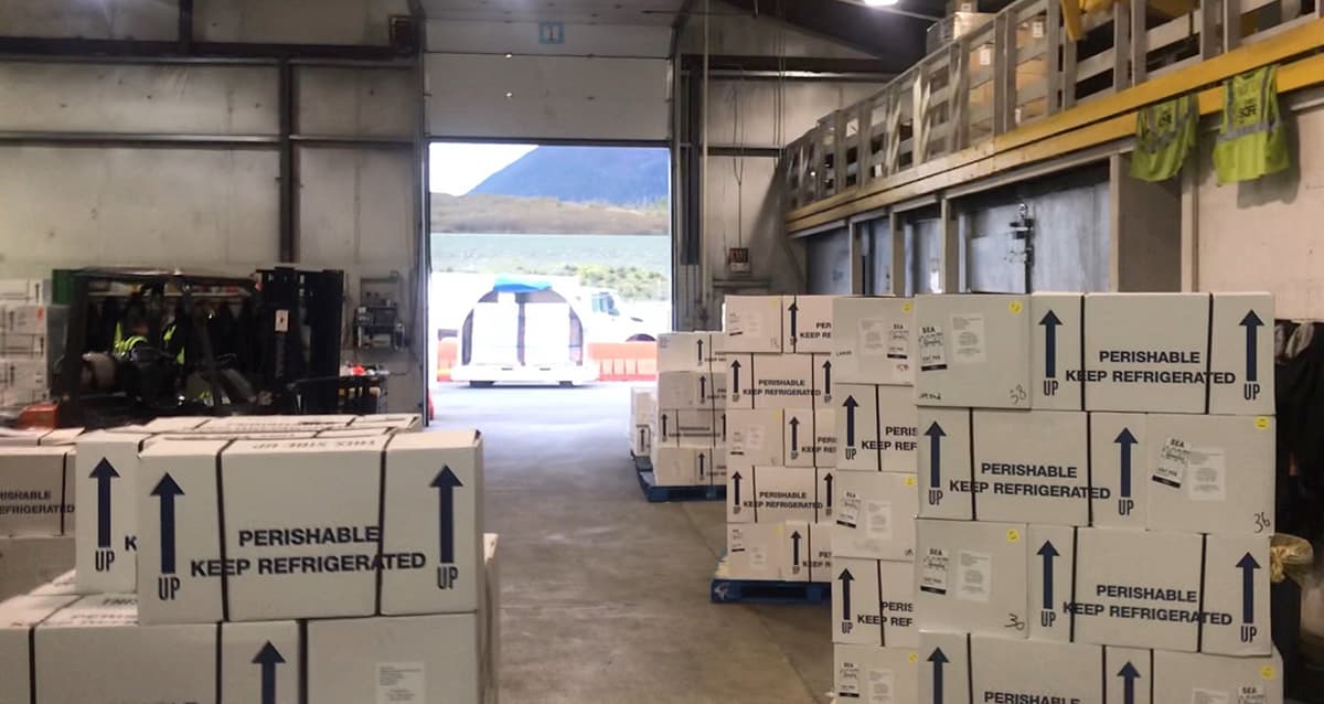 Fresh and fly: Our freighters carry prized Alaska seafood to the world